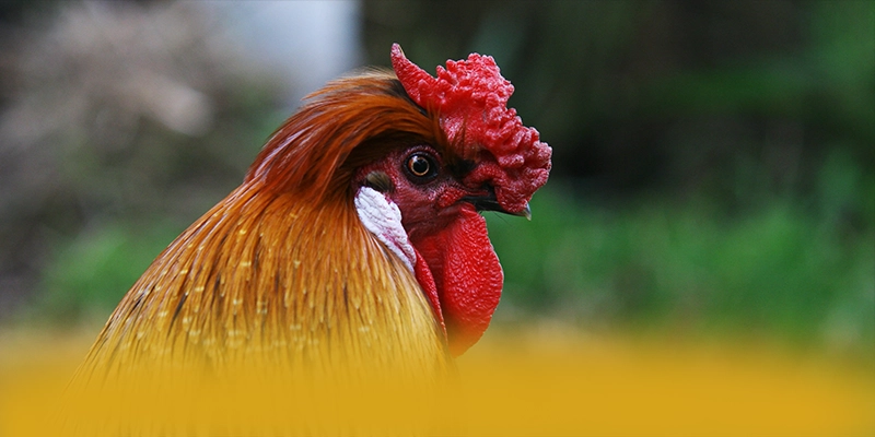 tỷ lệ kèo bóng đá - Sảnh game mang đến trải nghiệm giải trí đỉnh cao tại Việt Nam – Khám phá top tỷ lệ kèo bóng đá