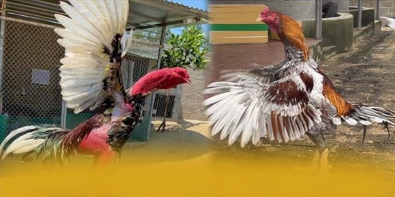 tỷ lệ kèo bóng đá - Kết luận và đánh giá chung dưới góc nhìn chuyên môn.