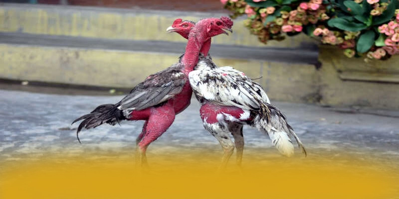 W88 - Nhà cái nhiều khuyến mãi siêu hot tại Việt Nam – Tìm hiểu W88