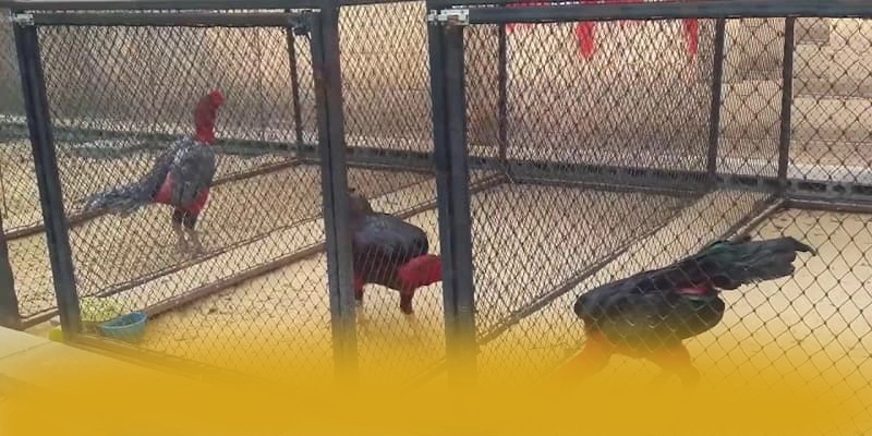 GEM88 - Thương hiệu hấp dẫn tại Việt Nam – Khám phá phần thưởng khủng từ GEM88